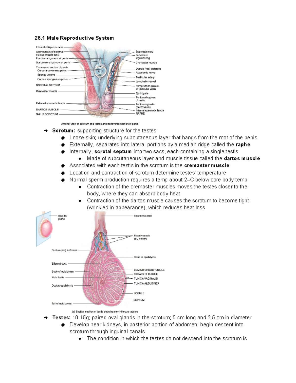 Chapter 28 The Reproductive Systems - 28 Male Reproductive System ...