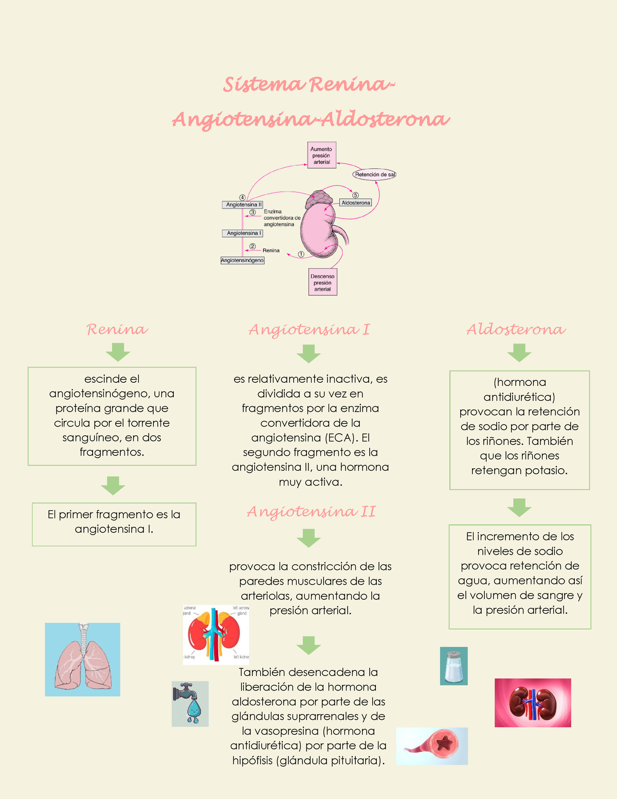 Sistema Renina AA - espero sirva - Sistema Renina- Angiotensina-Aldosterona  Renina Angiotensina I - Studocu