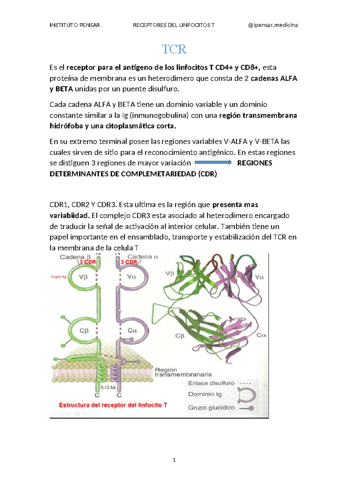 TCR apunte de clase - TCR Es el receptor para el antígeno de los ...