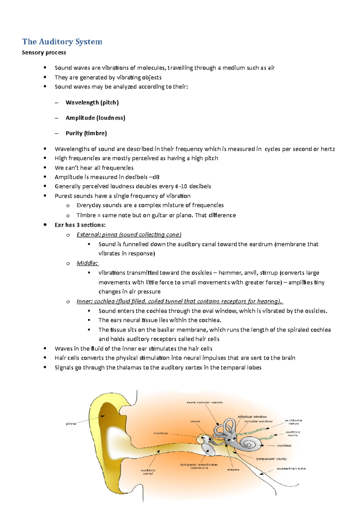 Spv notes - 6 - The Auditory System Sensory process Sound waves are ...