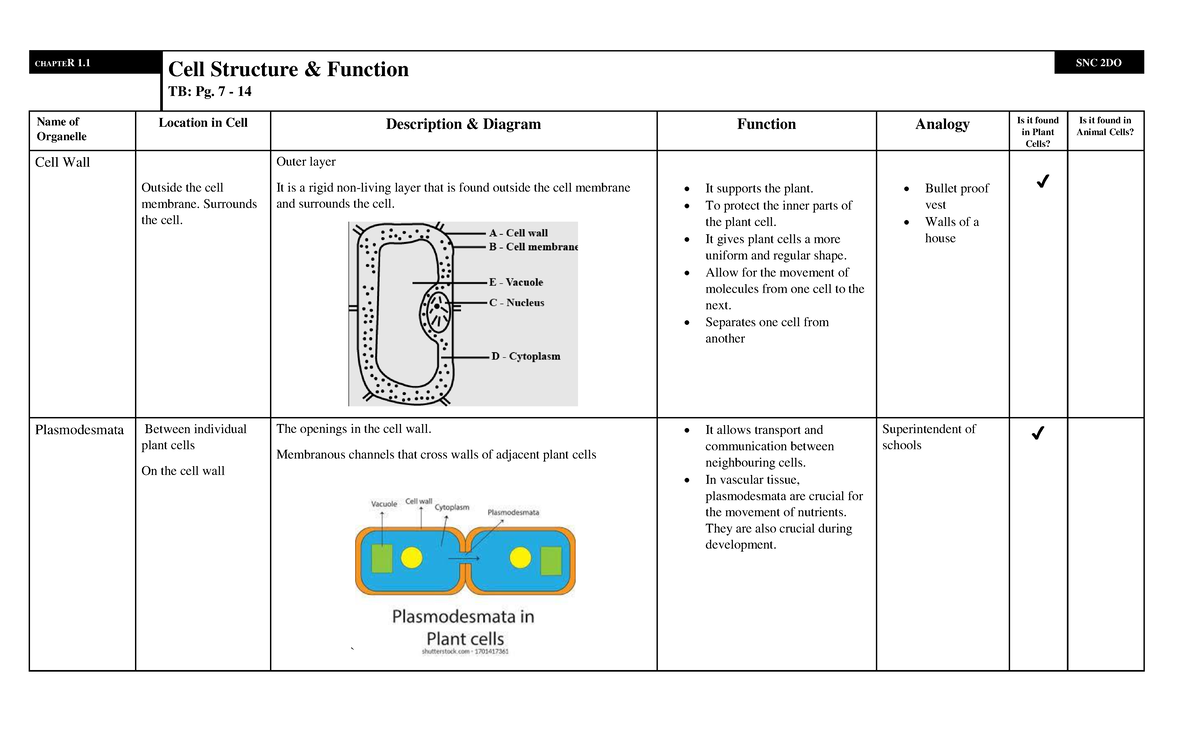 Cell Structure Sheet - Biology - CHAPTER 1. Cell Structure & Function ...