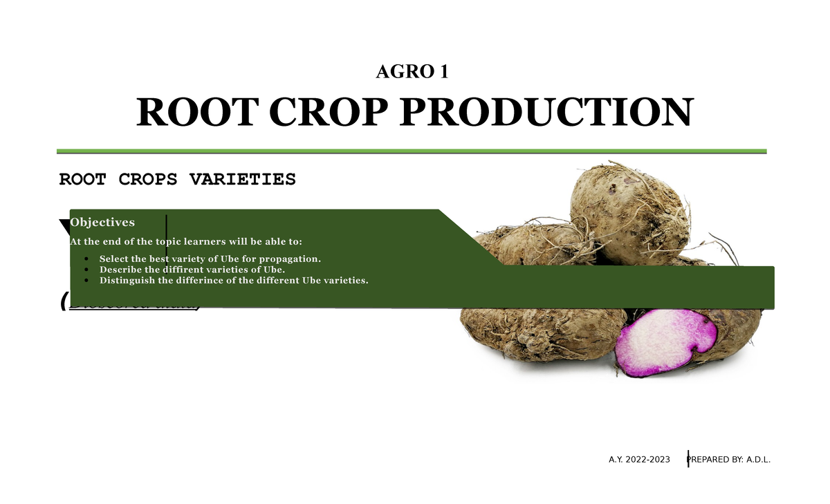 YAM UBE Varieties khgdch AGRO 1 ROOT CROP PRODUCTION ROOT CROPS