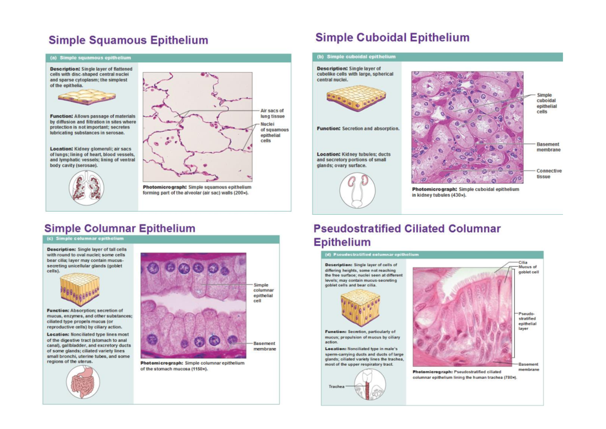 Animal Epithelial Tissue - Biology and Chemistry - Studocu