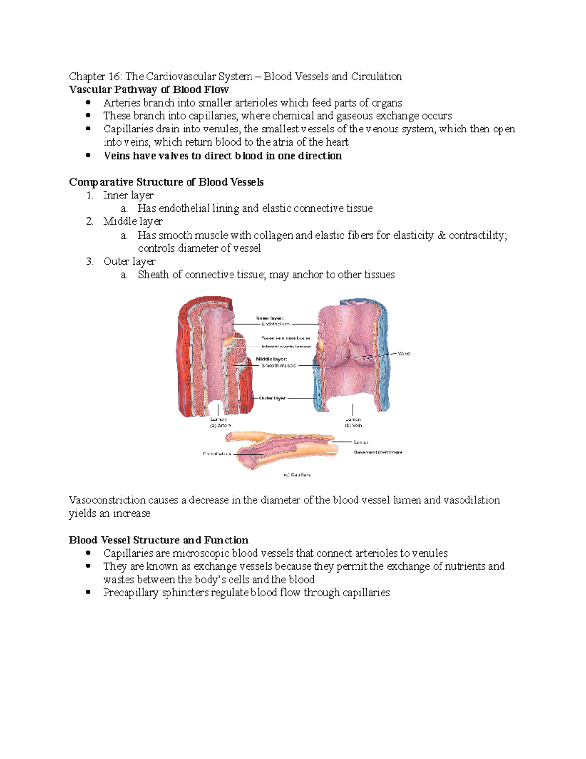 Chapter 16 Layout - Chapter 16: The Cardiovascular System – Blood ...