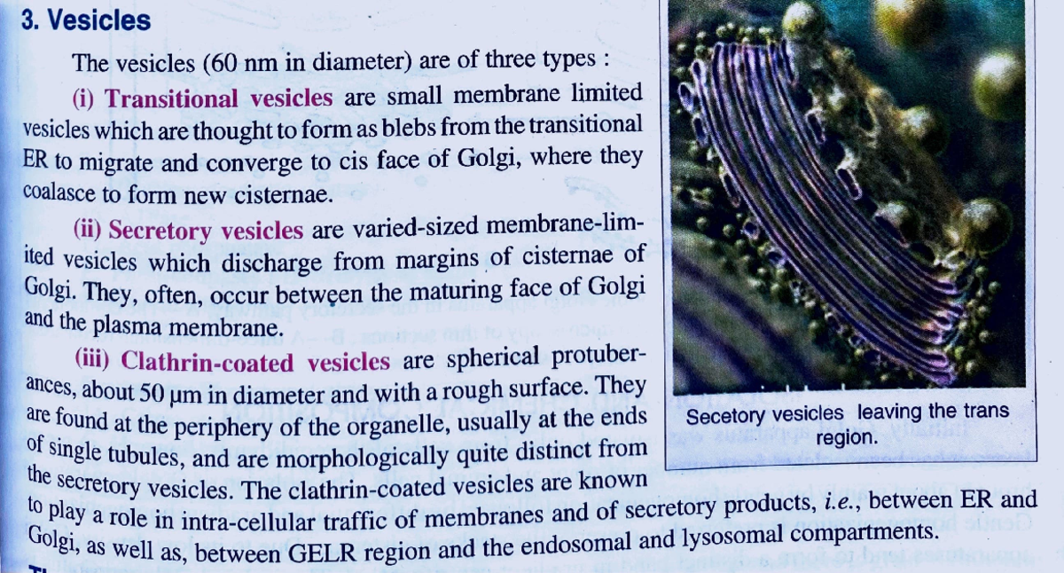 Vesicles Do hard work. Bsc Nursing Studocu