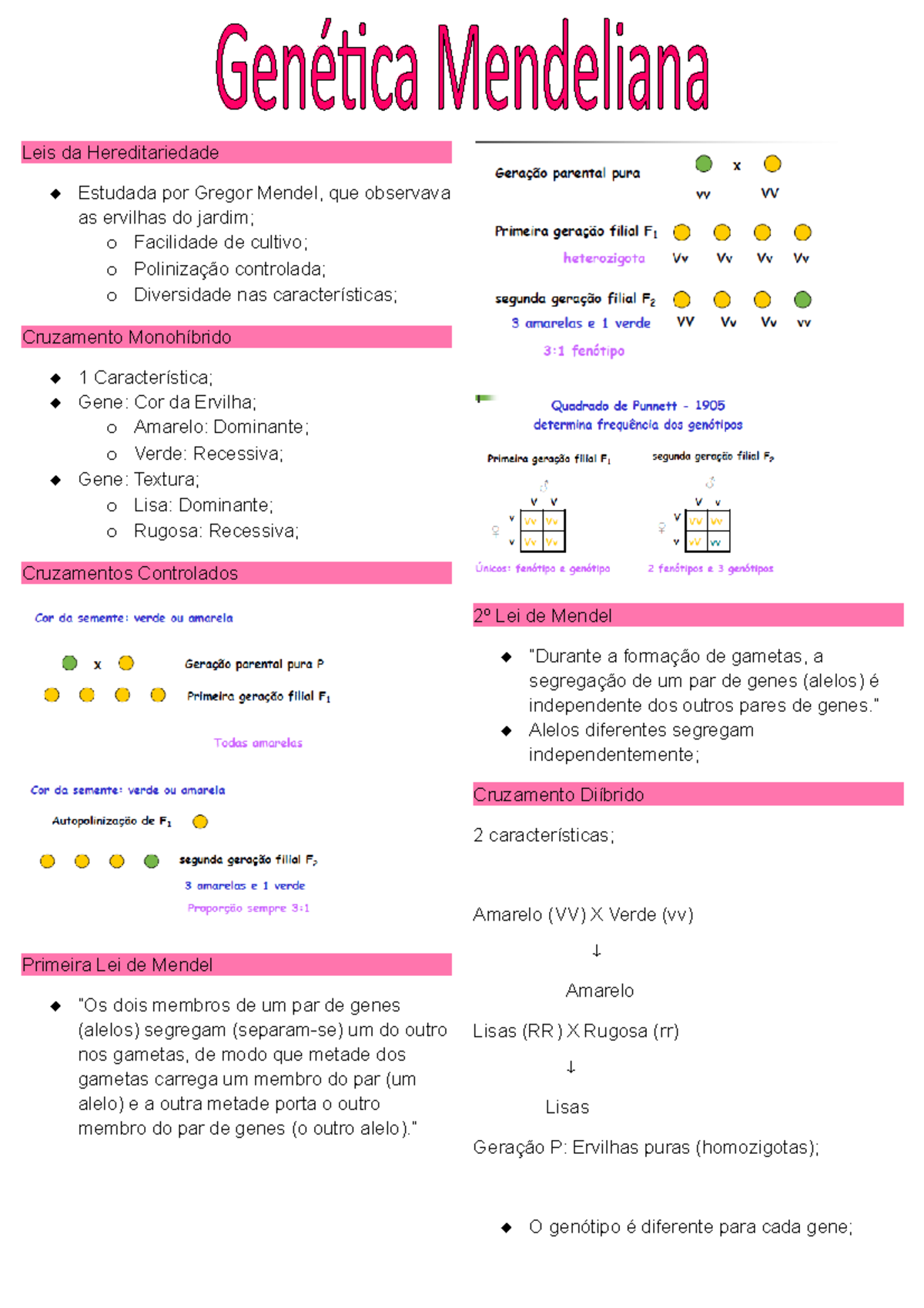 Leis da Hereditariedade - ” 2º Lei de Mendel “Durante a formação de ...