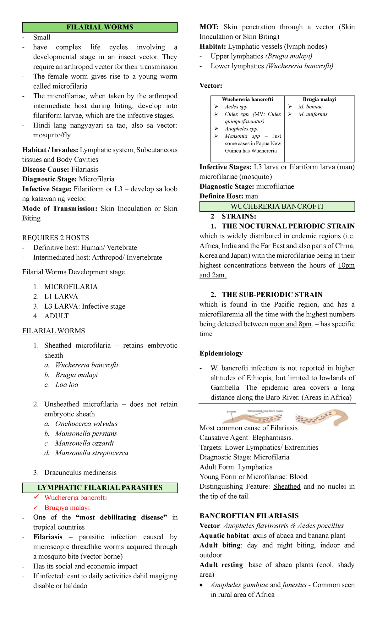 Filarial Worms midterms - FILARIAL WORMS - Small - have complex life ...