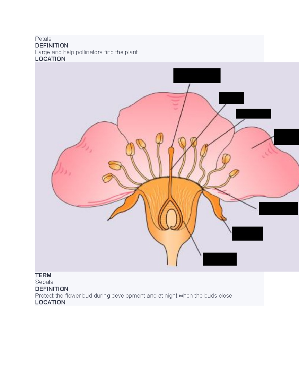 Petals hello Petals DEFINITION Large and help pollinators find the plant. LOCATION TERM