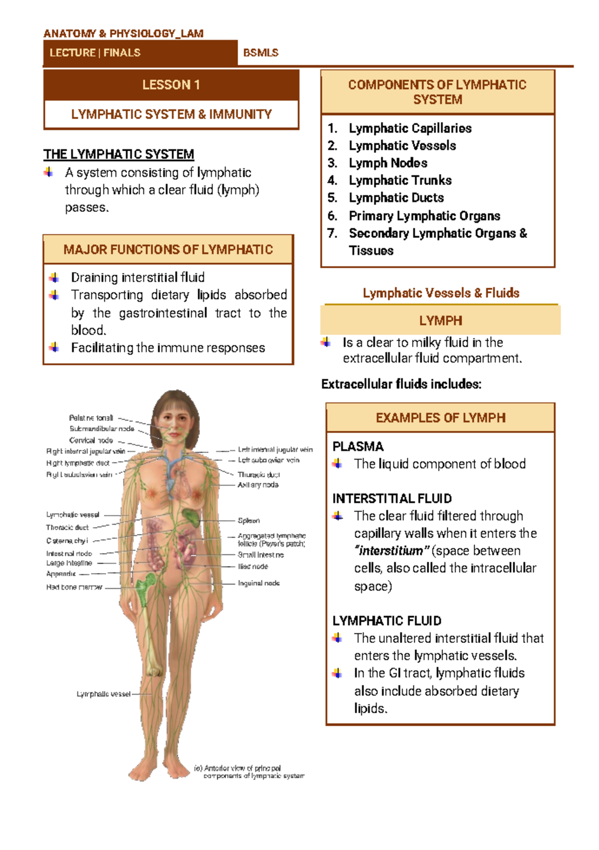 Anpath LEC Finals - notes - LECTURE | FINALS BSMLS LESSON 1 LYMPHATIC ...