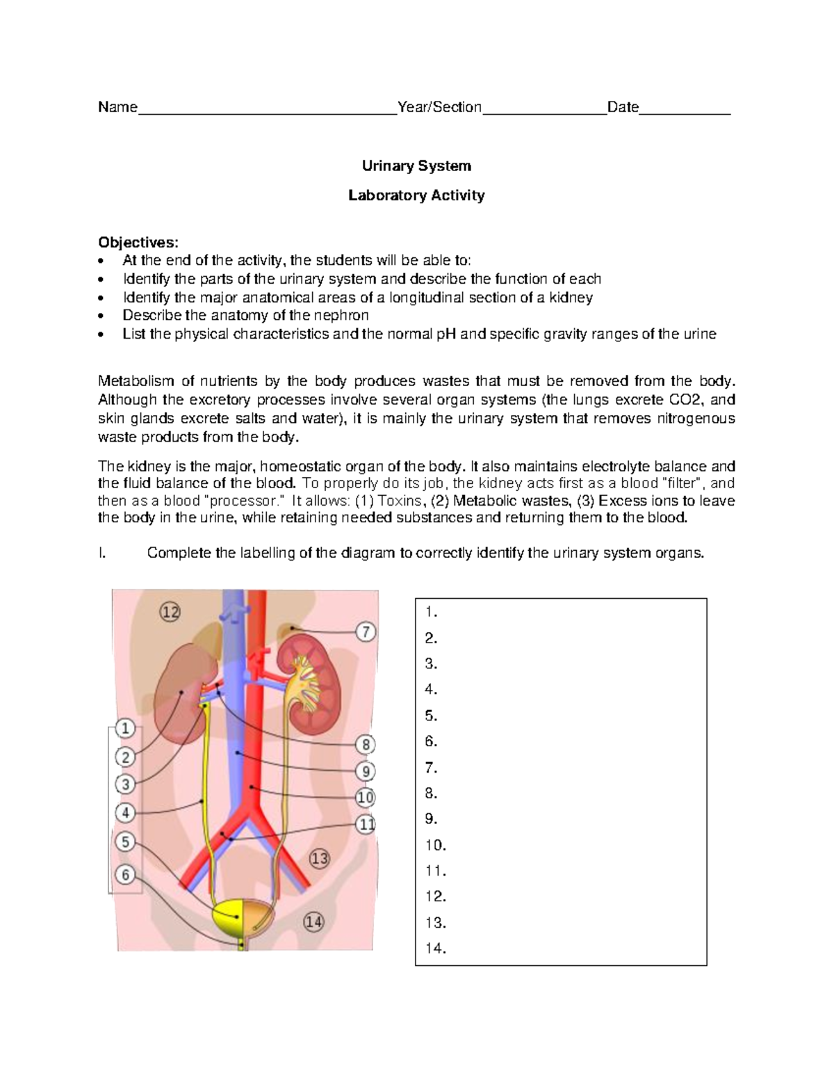 write essay on urinary system