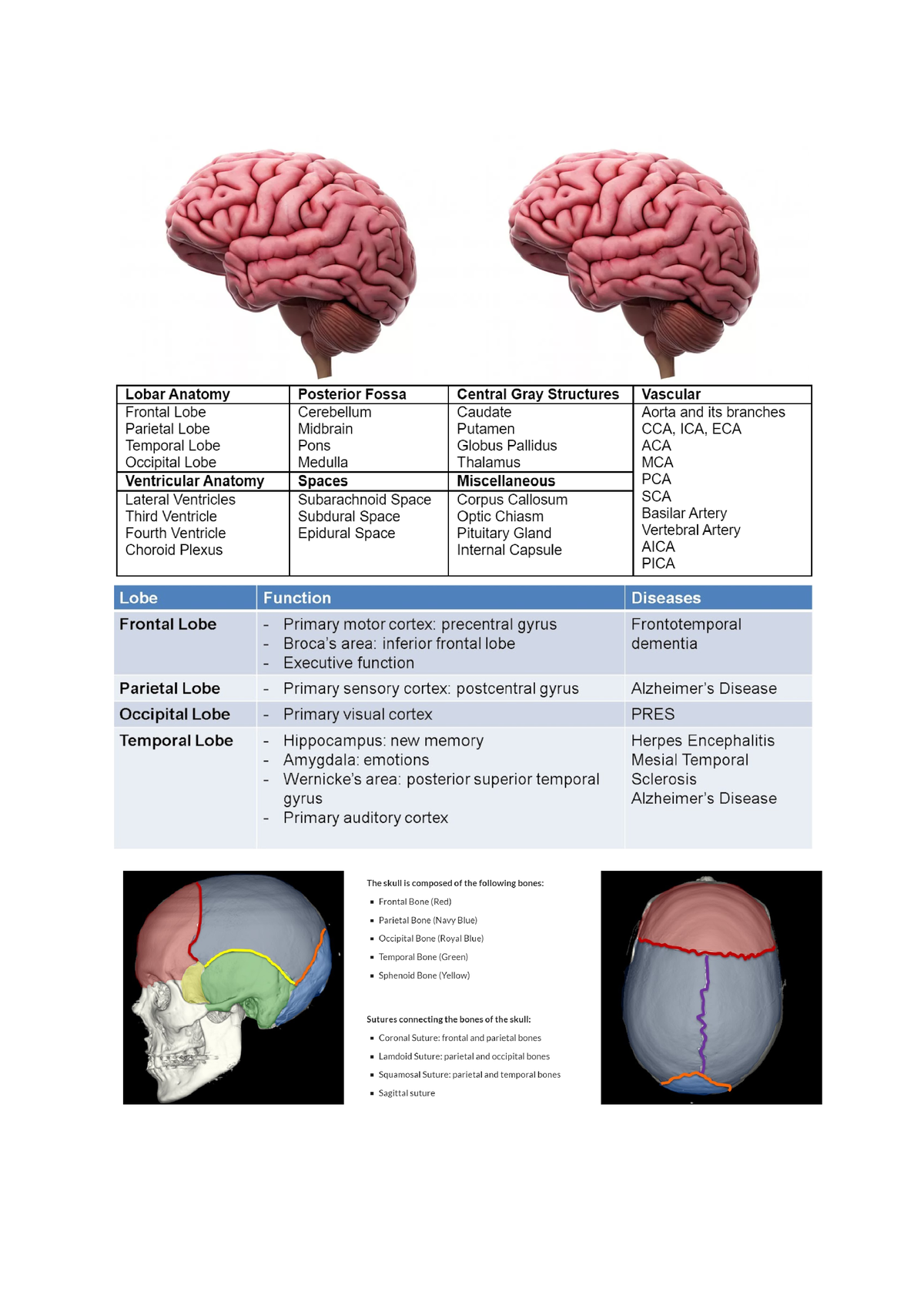 Brain Pictures + Tables And Pathways Summary - PSYC1101 - Studocu