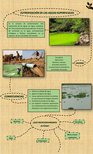 proceso de eutrofización