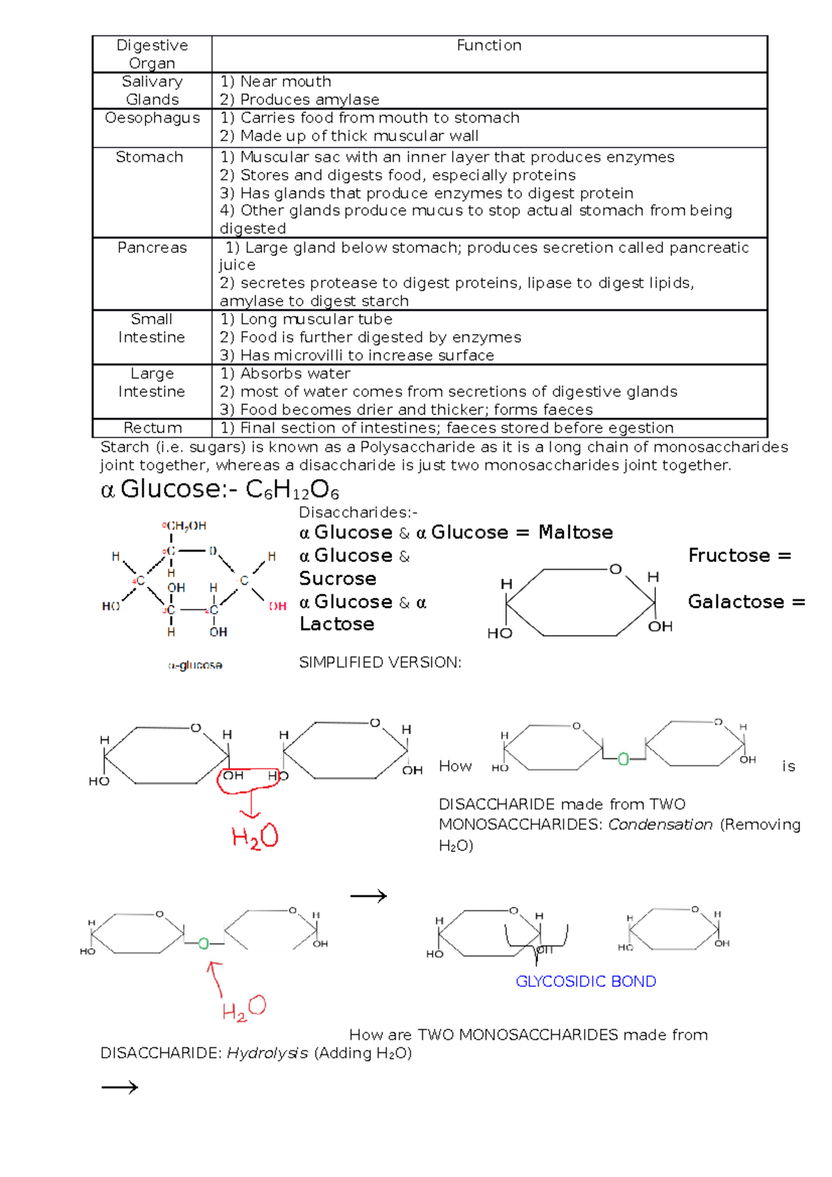 AQA Biology Unit 1 Notes Digestive Organ Function Salivary Glands