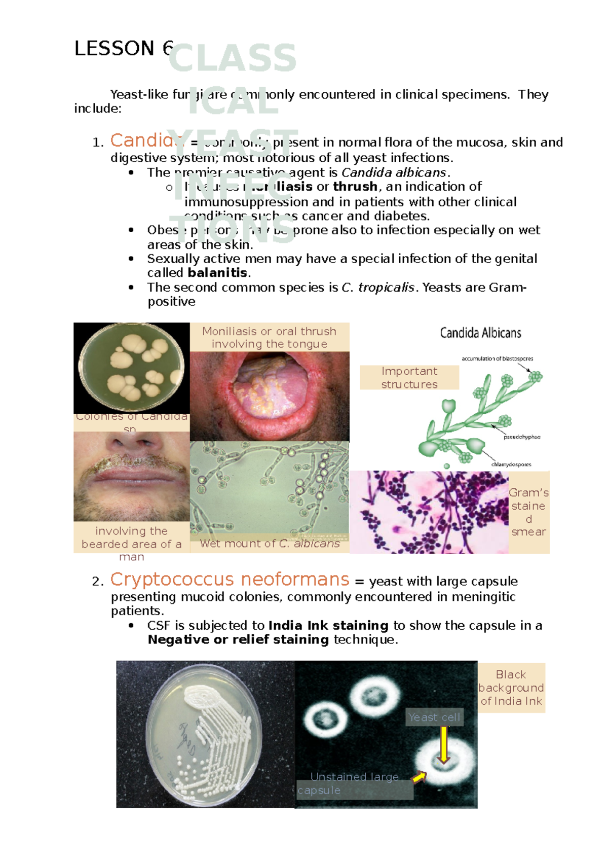 Lesson 6 - CLASSICAL YEAST INFECTIONS - LESSON 6 Yeast-like fungi are ...
