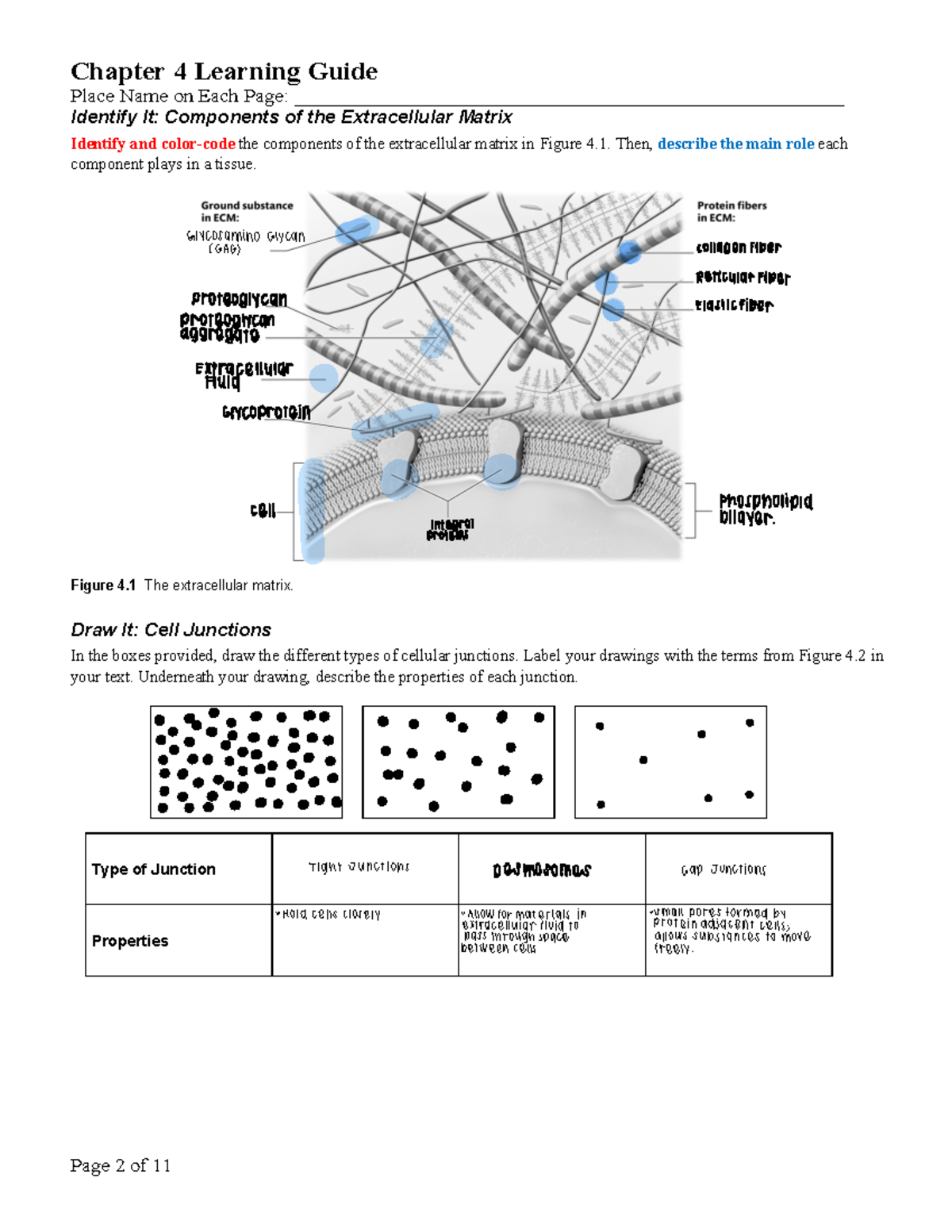 Chapter 4 Pg 2 - Lecture Notes For Bio 223 - Chapter 4 Learning Guide ...