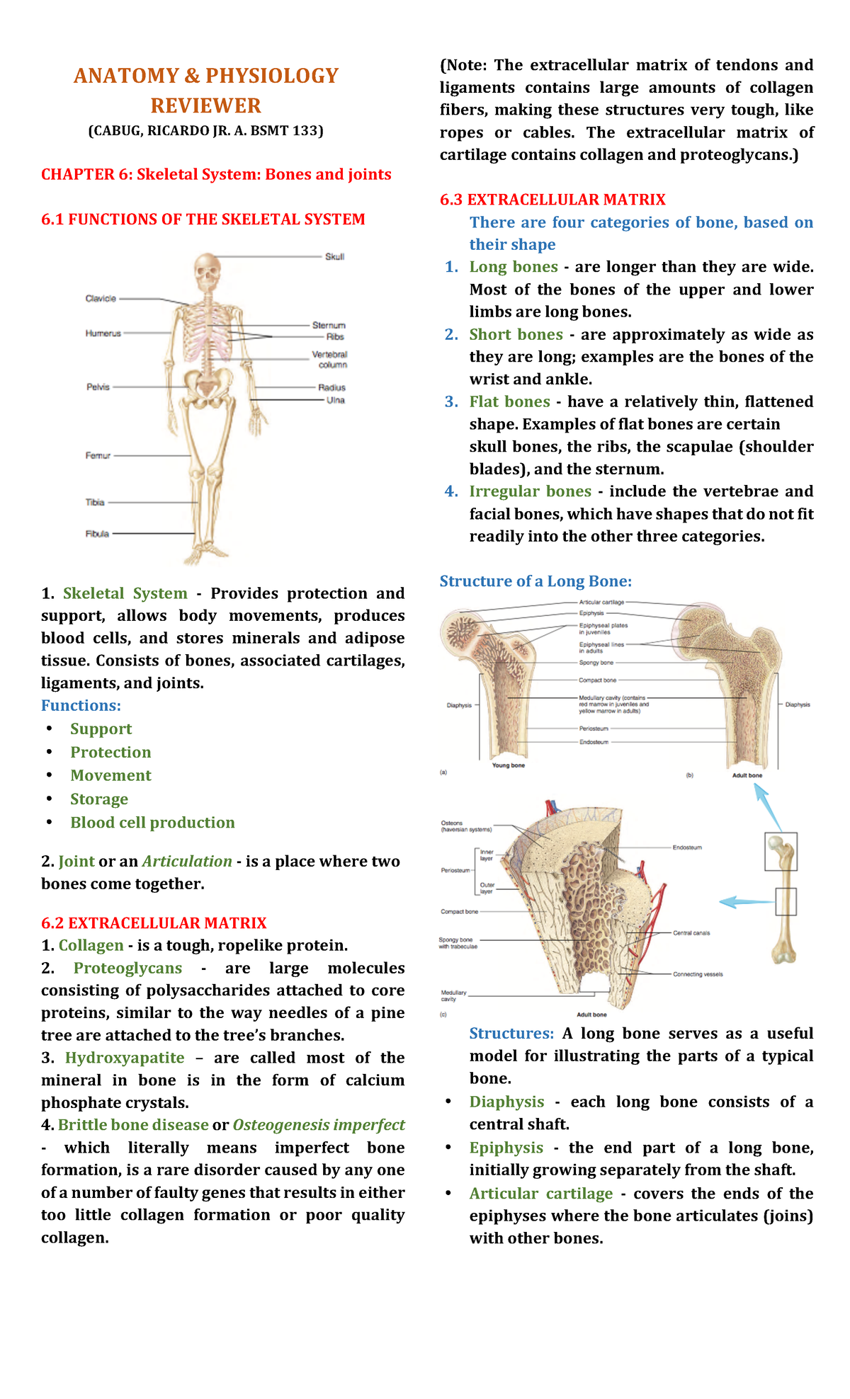 Anaphy-Chapter-6 (Skeletal System) - ANATOMY & PHYSIOLOGY REVIEWER ...