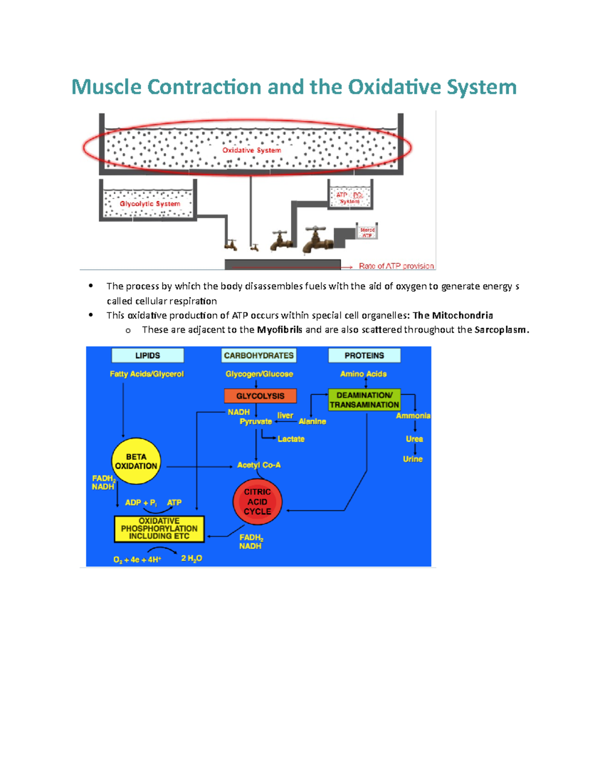 Oxidative System n/a Muscle Contraction and the Oxidative System