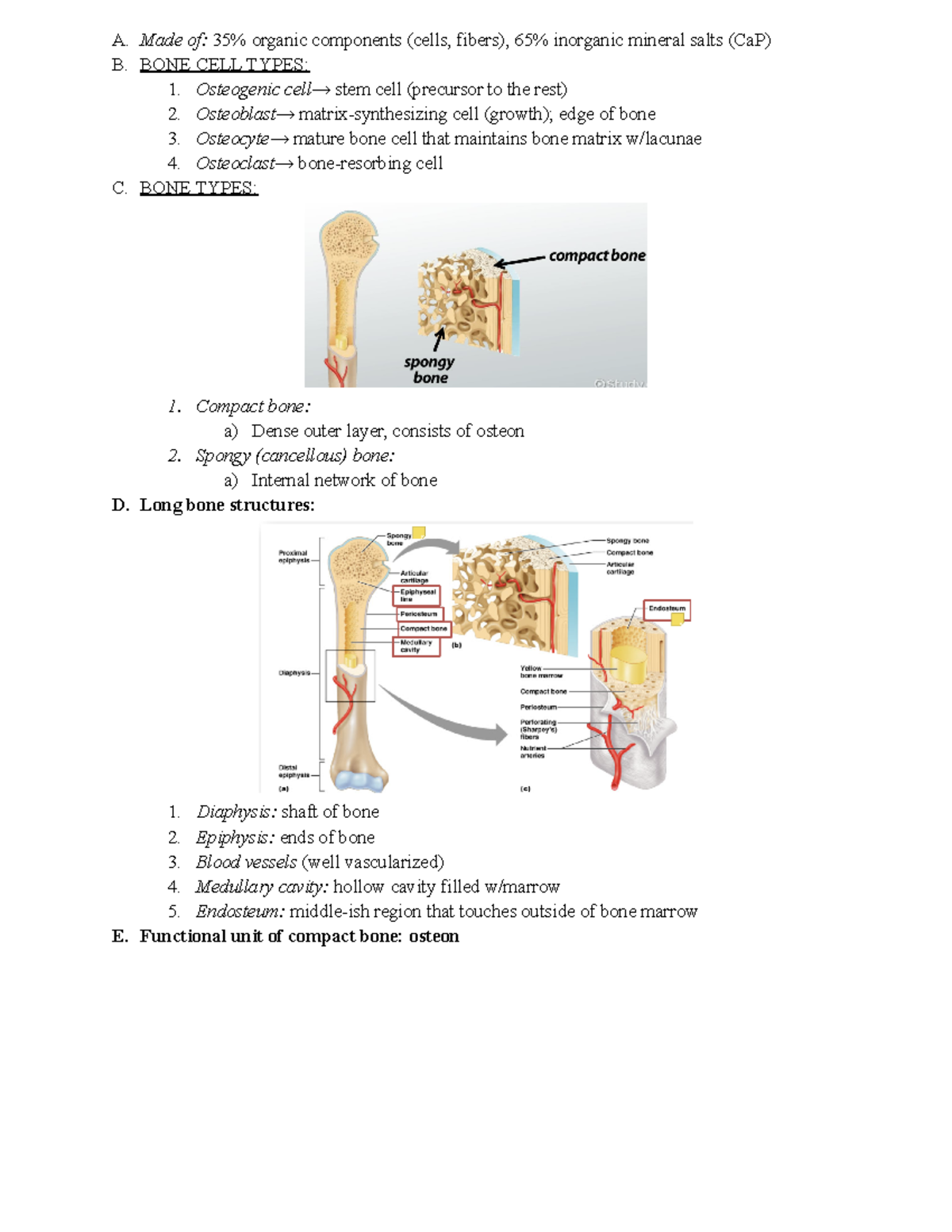 Anatomy Exam 1 Review pt3 - A. Made of: 35% organic components (cells ...