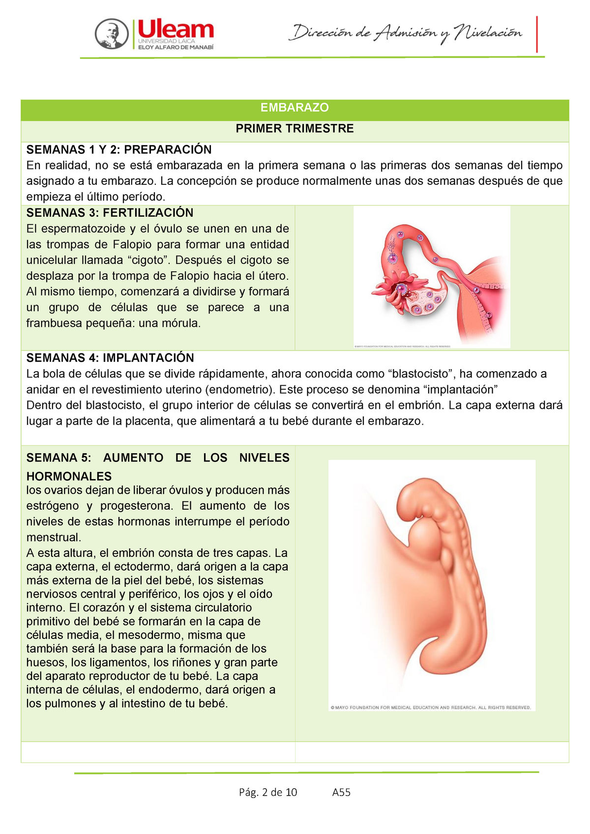 Embarazo Semana A Semana Embarazo Primer Trimestre Semanas 1 Y 2 PreparaciÓn En Realidad No 