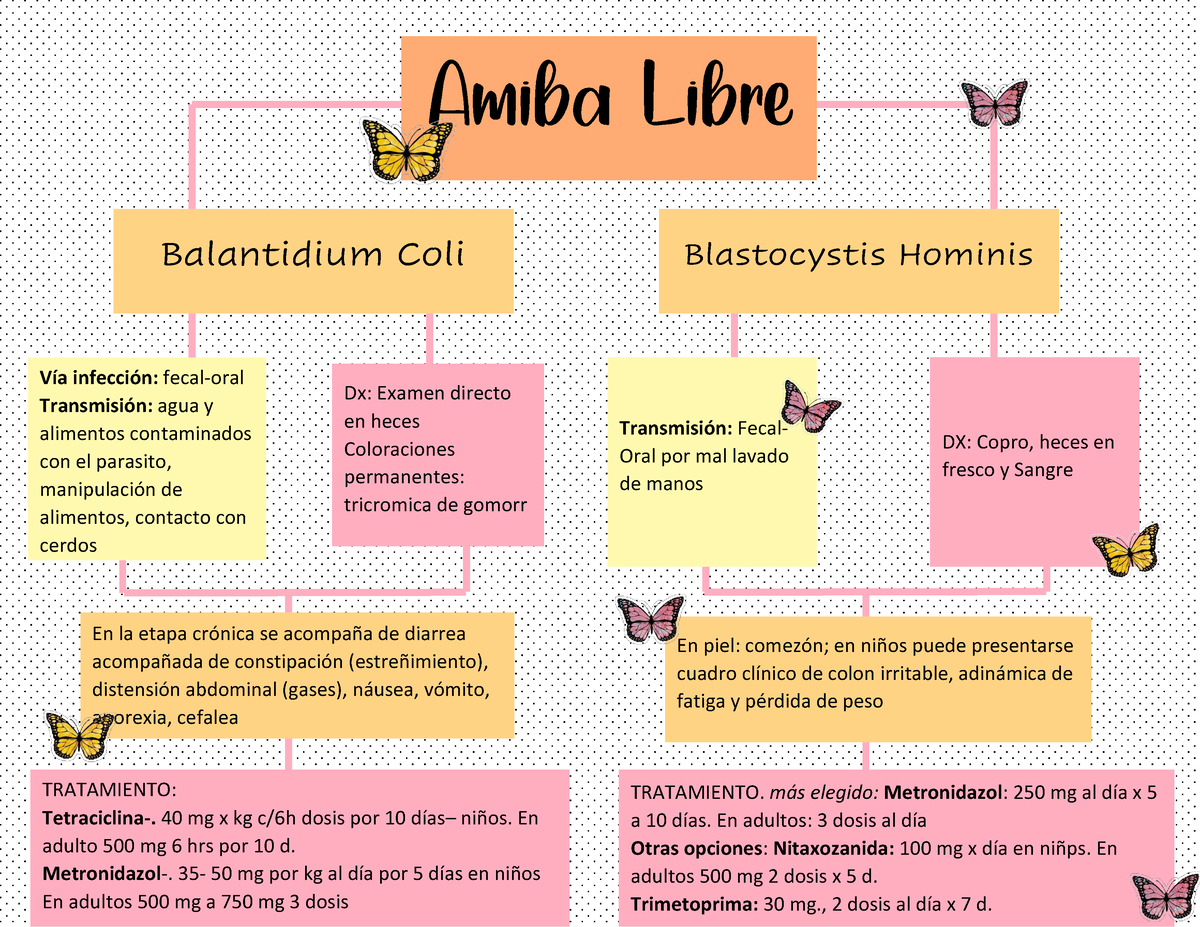 Mapa Amiba Libre - MAPA CONCEPTUAL - Balantidium Coli Blastocystis Hominis  Vía infección: fecal-oral - Studocu