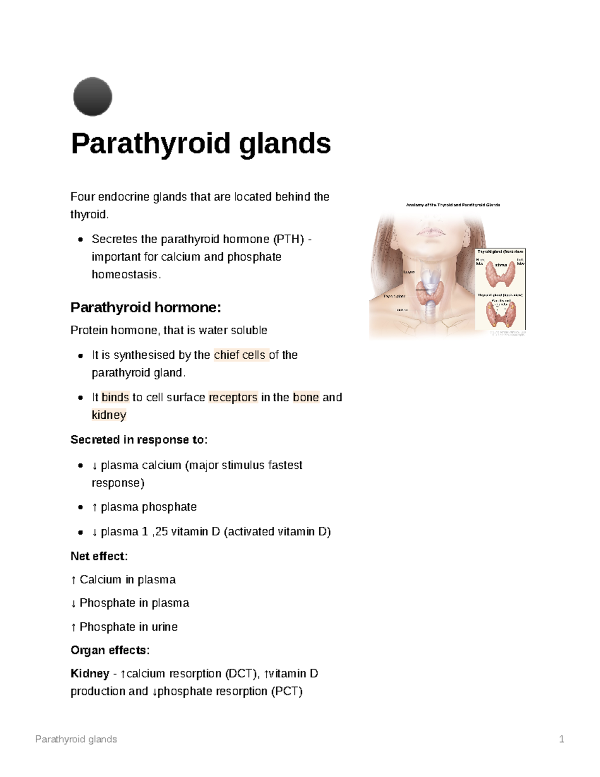 Parathyroid glands anatomy and Physiology - MED101 - Sheffield - Studocu