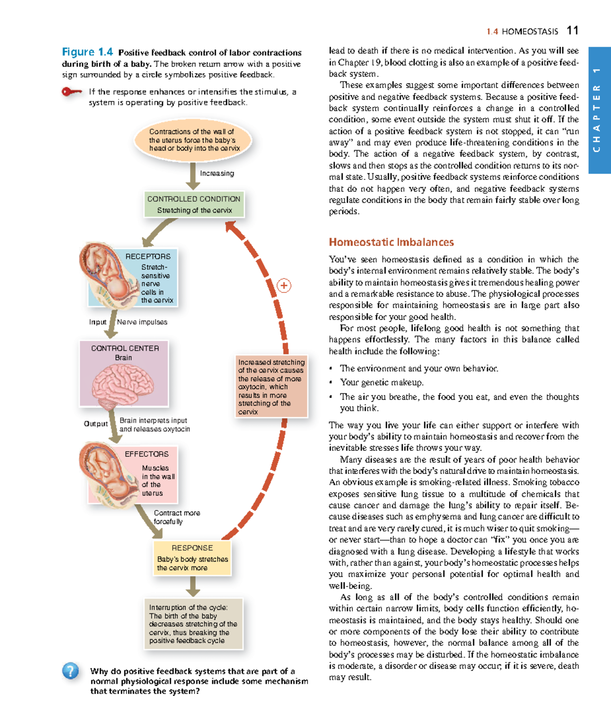 Anatomyand Physiology-15 - C H A P T E R 1 1 HOMEOSTASIS 11 Lead To ...