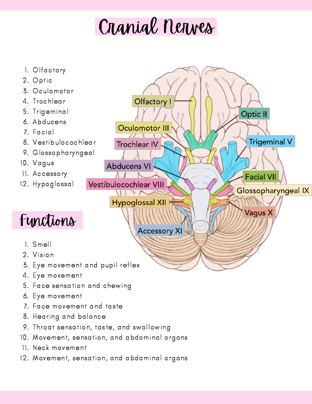 Cranial Nerves - Cranial Nerves Olfactory Optic Oculomotor Trochlear ...