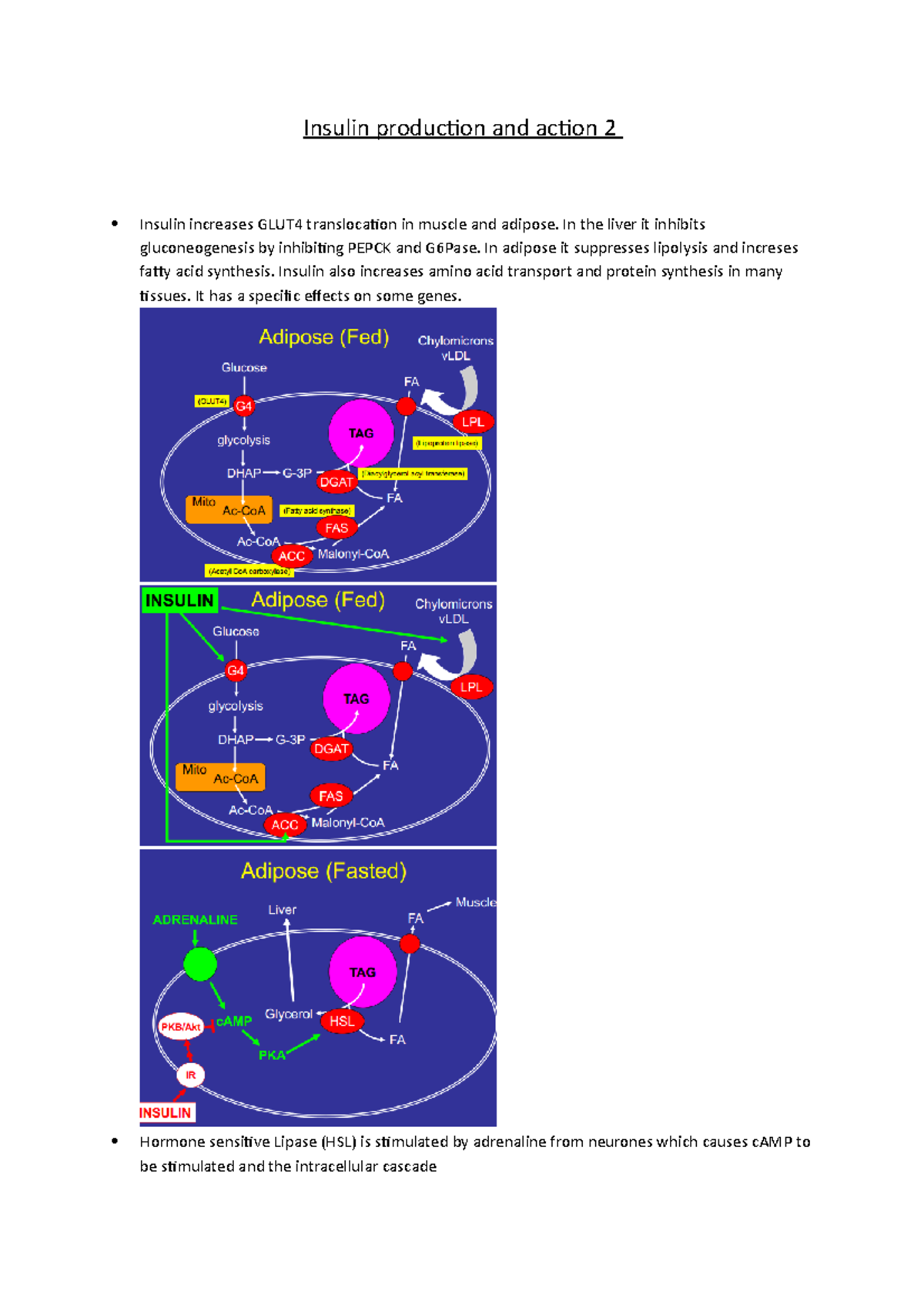 Insulin production and action 2 - In the liver it inhibits ...