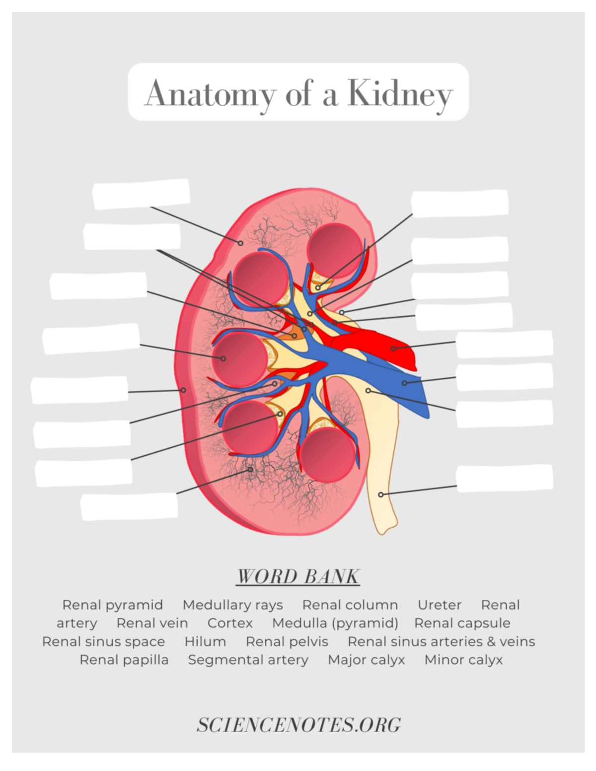 Anatomy of a Kidney - Prac - Anatomy of a Kidney WORD BANK Renal ...