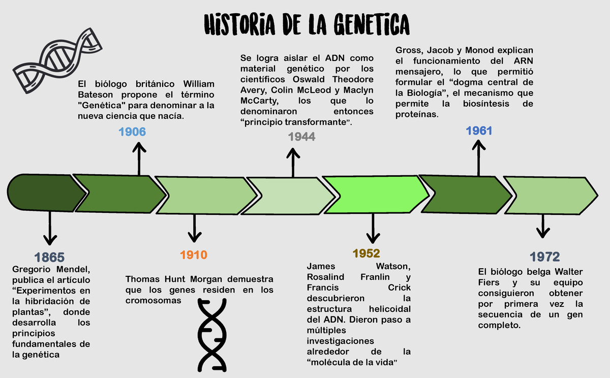 Linea Del Tiempo Historia De La Genetica Gregorio Mendel