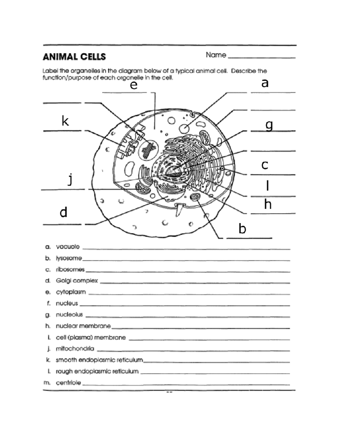 Animal and Plant Cell Activity - Studocu