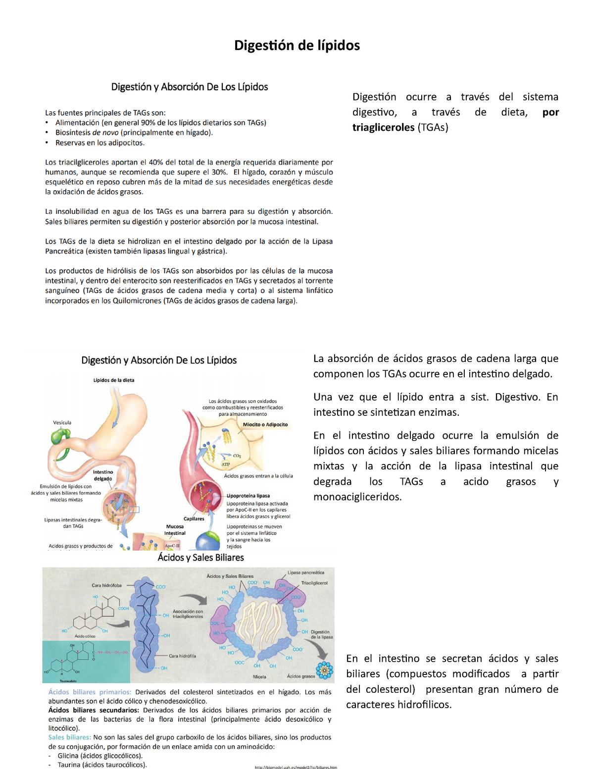 Digestion De Lipidos Bioquimica Digestión De Lípidos Digestión Ocurre A Través Del Sistema 5956