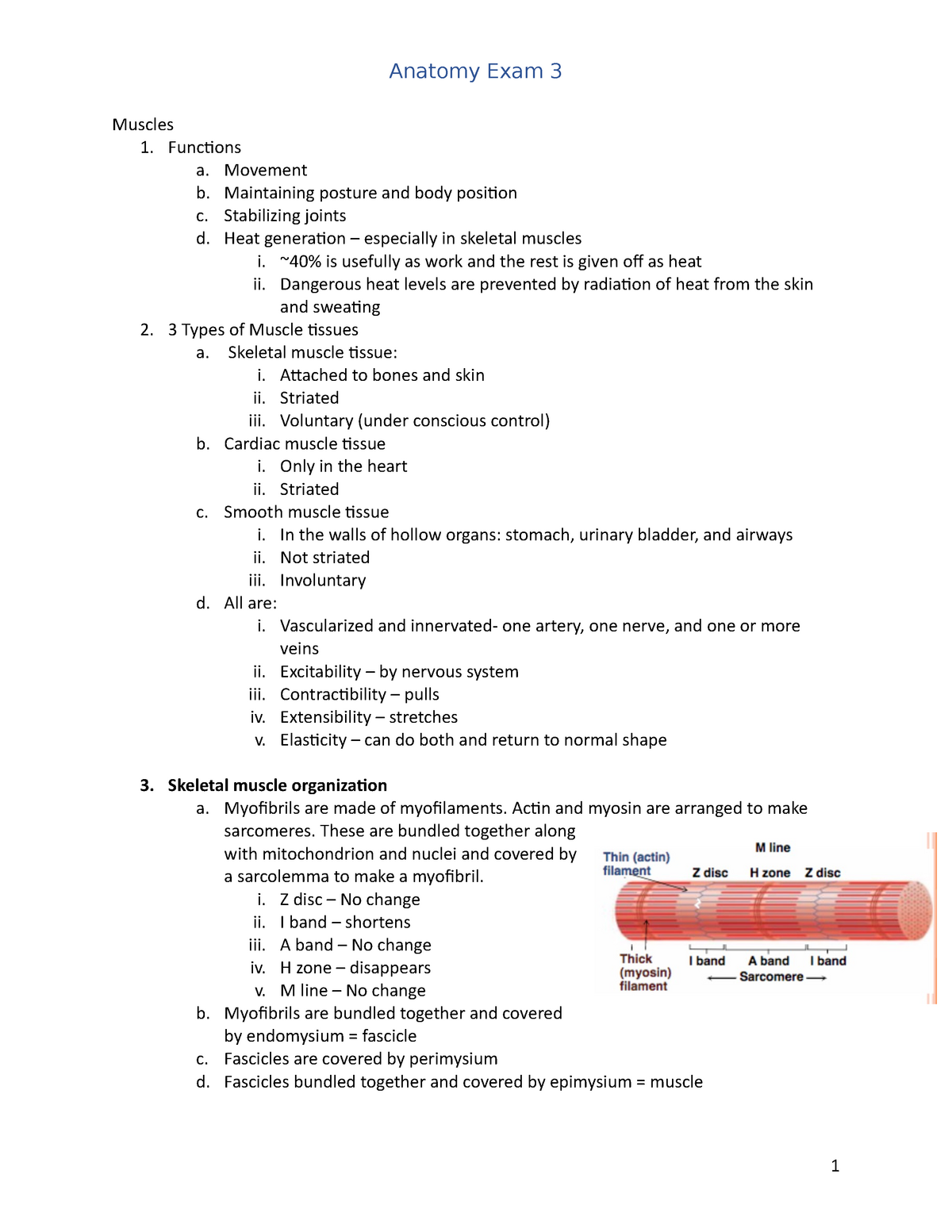 Anatomy Exam 3 Study Guide For Exam 3 Muscles 1 Functions A