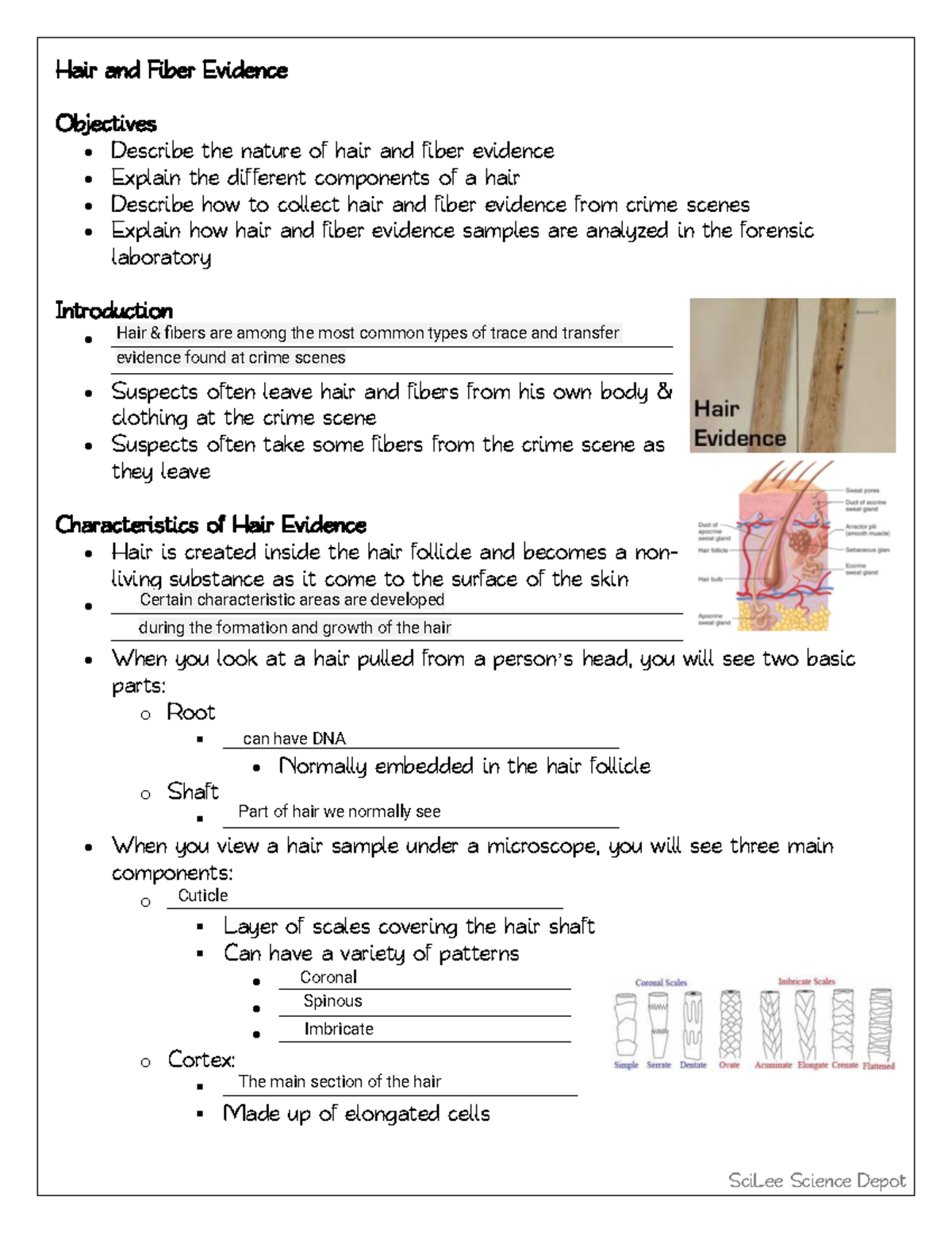 Kami Export Hair and Fiber Evidence Student Guided Notes Hair and