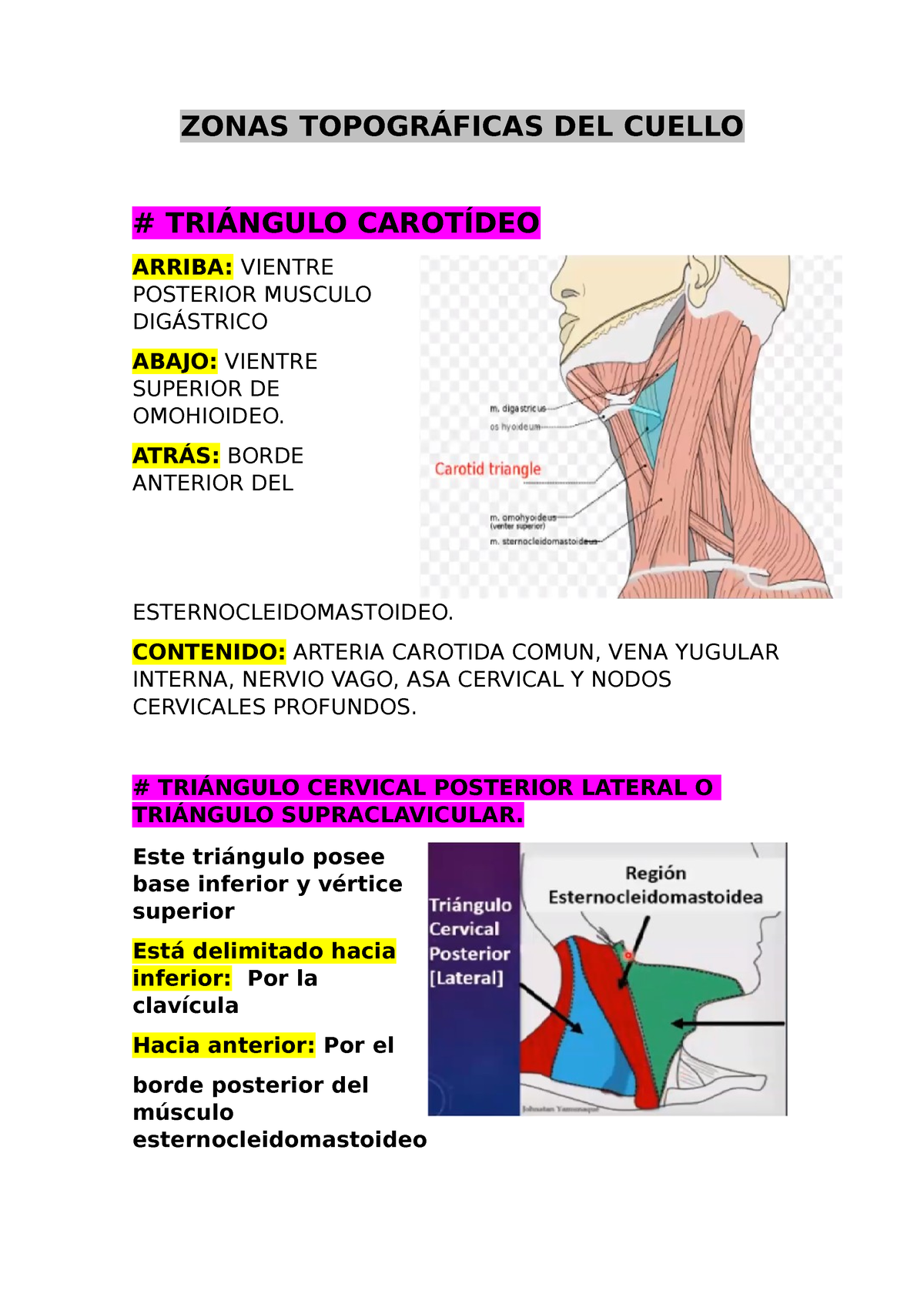 contenuto mnemonico del triangolo carotideo