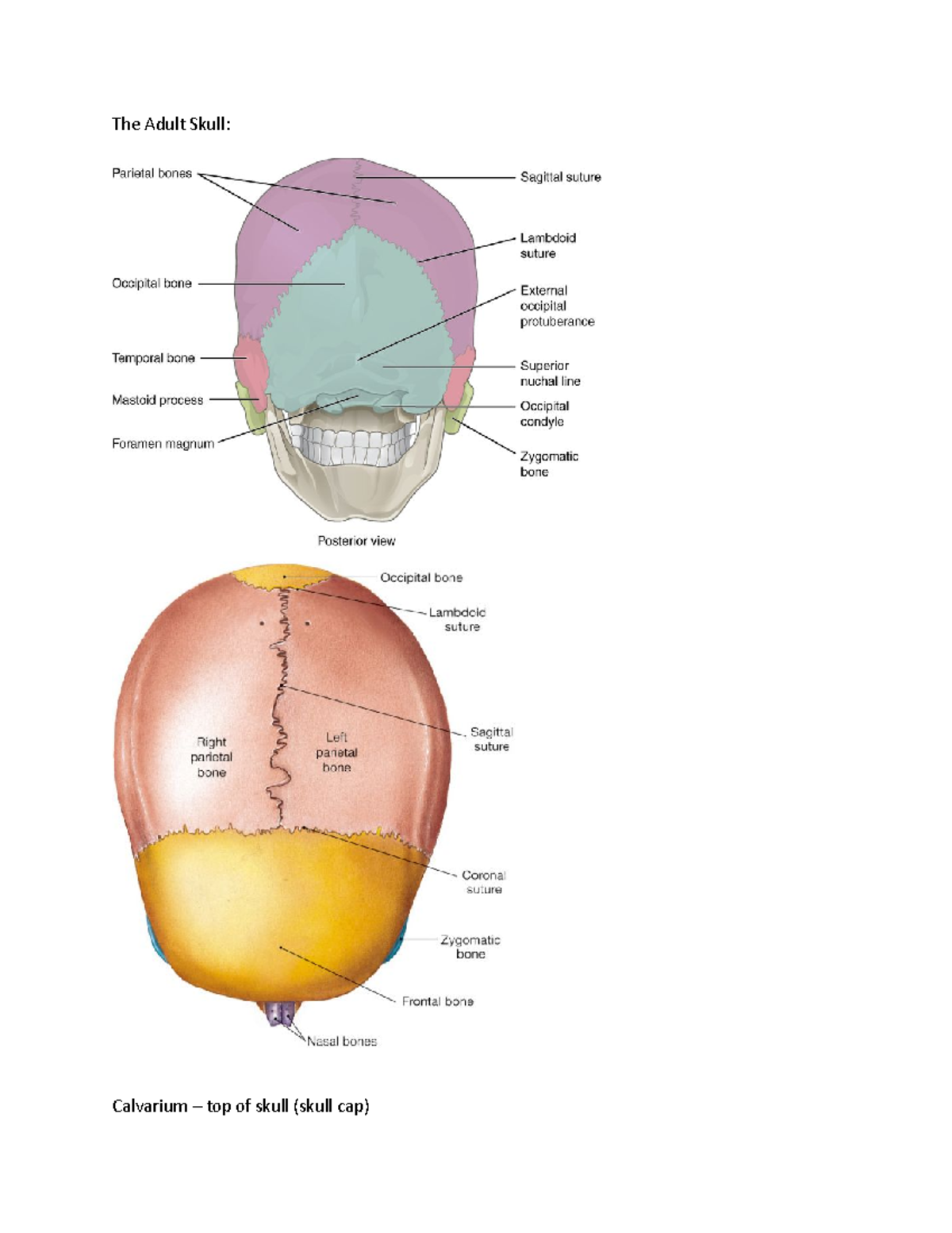 A&p lab review - The Adult Skull: Calvarium – top of skull (skull cap ...