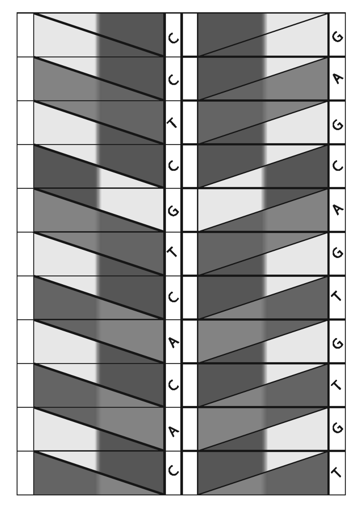 Fold Your Own DNA color - Sciences de la vie et de la Terre - C G C G C ...