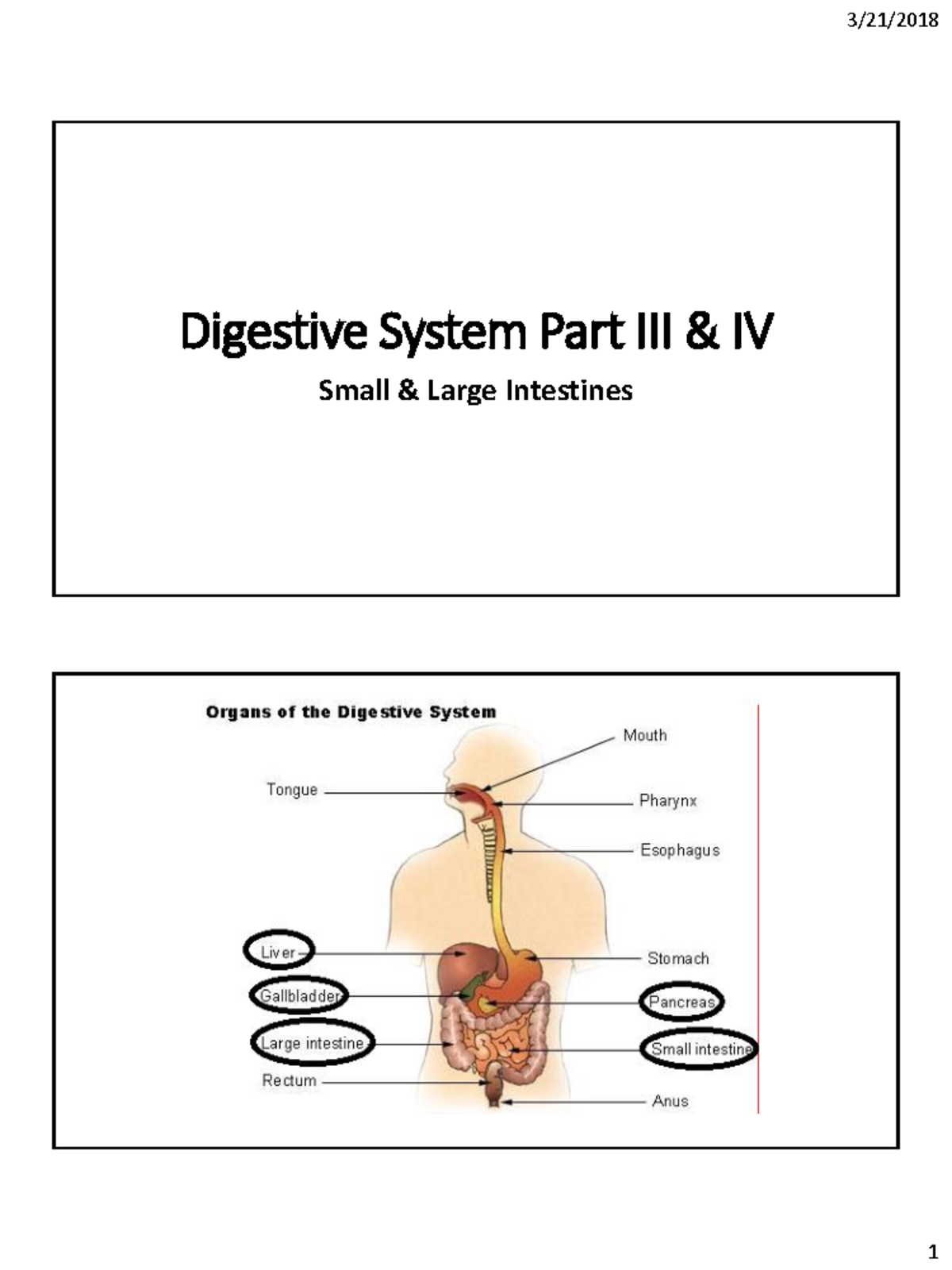 9. Digestive System II - Lecture note - Digestive System Part III & IV ...