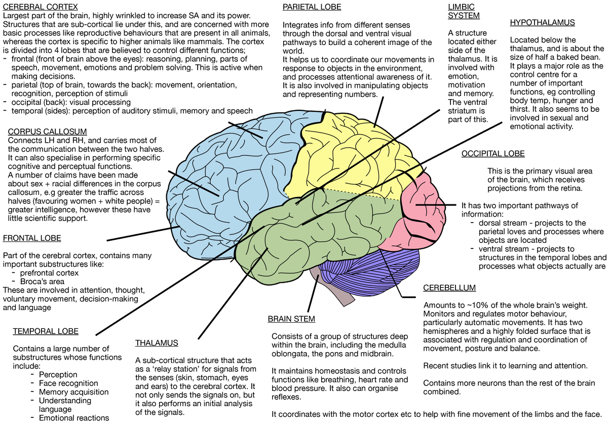 psychology-regions-of-the-brain-cerebral-cortex-largest-part-of-the