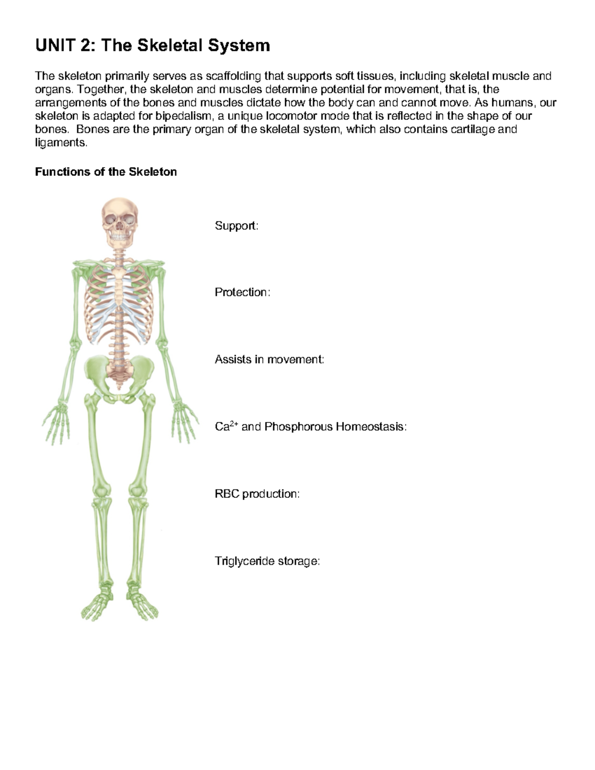 assignment skeletal system