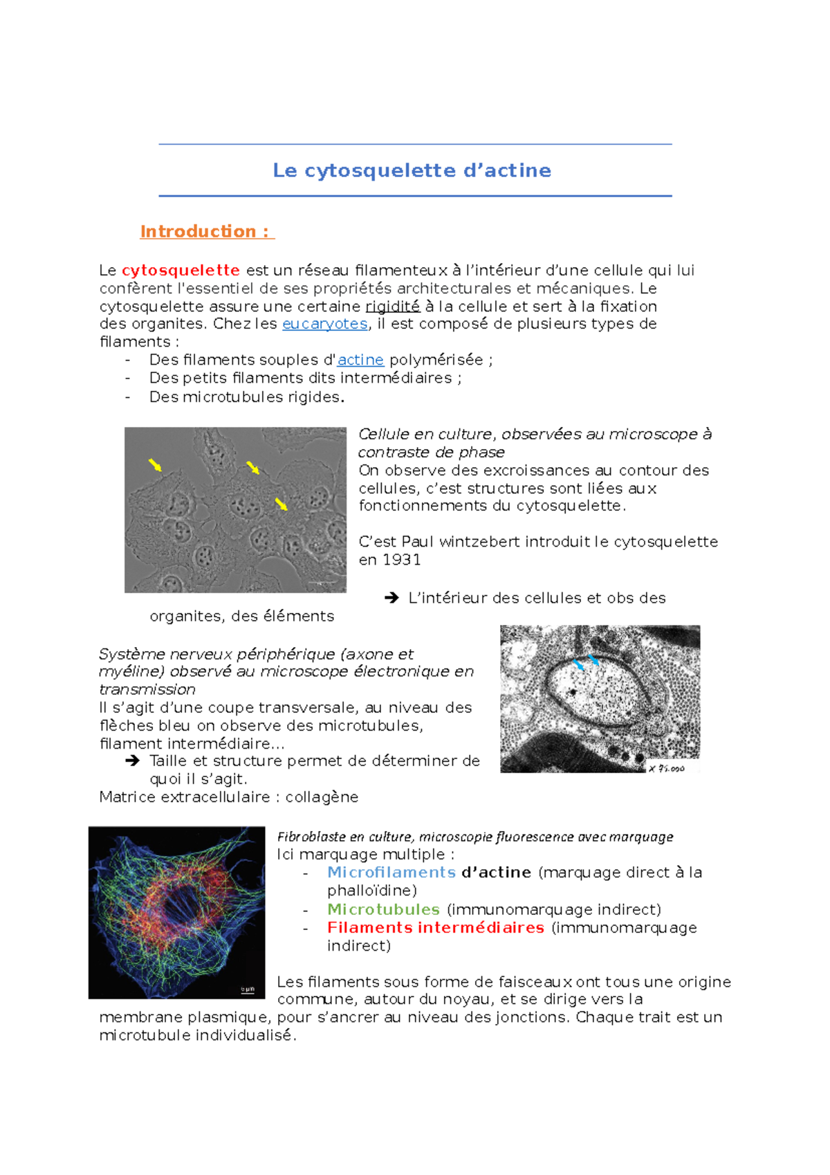 Le Cytosquelette D - Cours - Le Cytosquelette D’actine Introduction ...