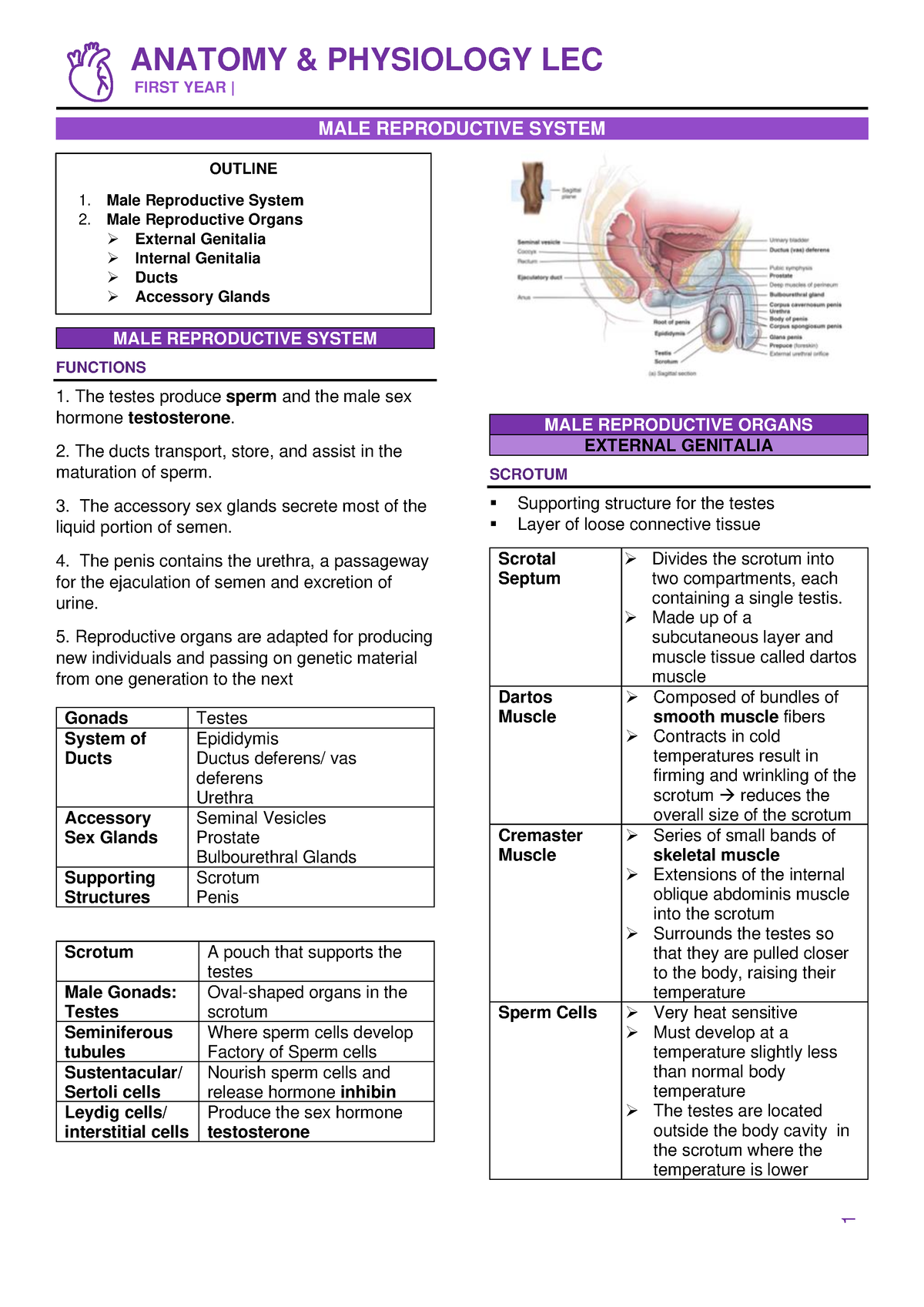 F2. MALE Reproductive System - FIRST YEAR | MALE REPRODUCTIVE SYSTEM ...