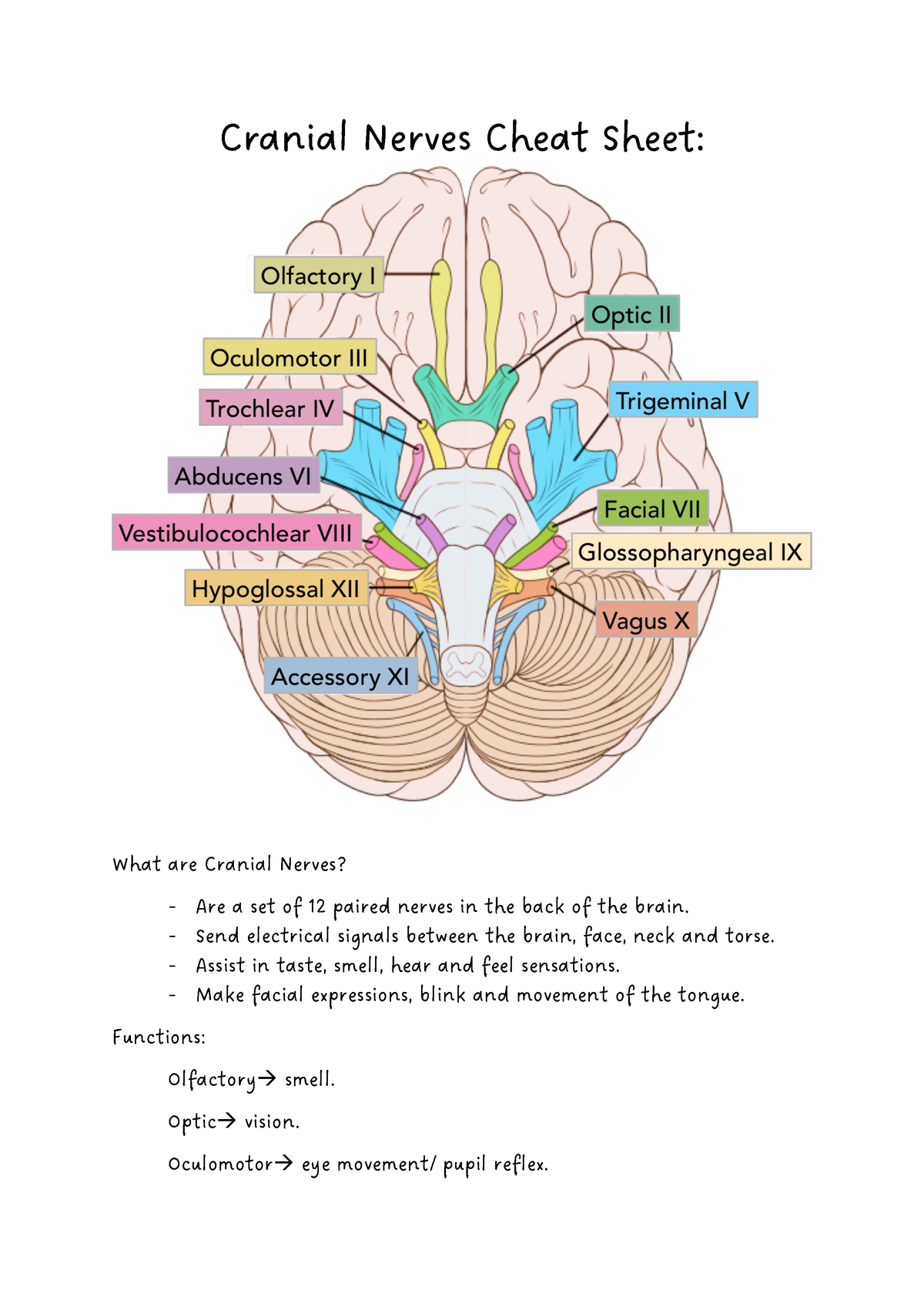 Cranial Nerves Cheat Sheet - Cranial Nerves Cheat Sheet: What Are ...