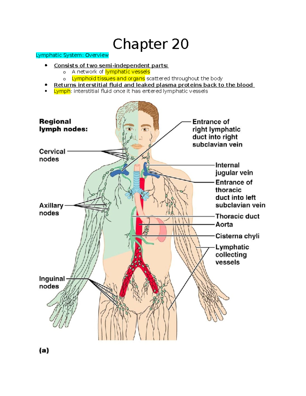 Chapter 20 Shawn Iverson Teacher Chapter 20 Lymphatic System Overview Consists Of Two 