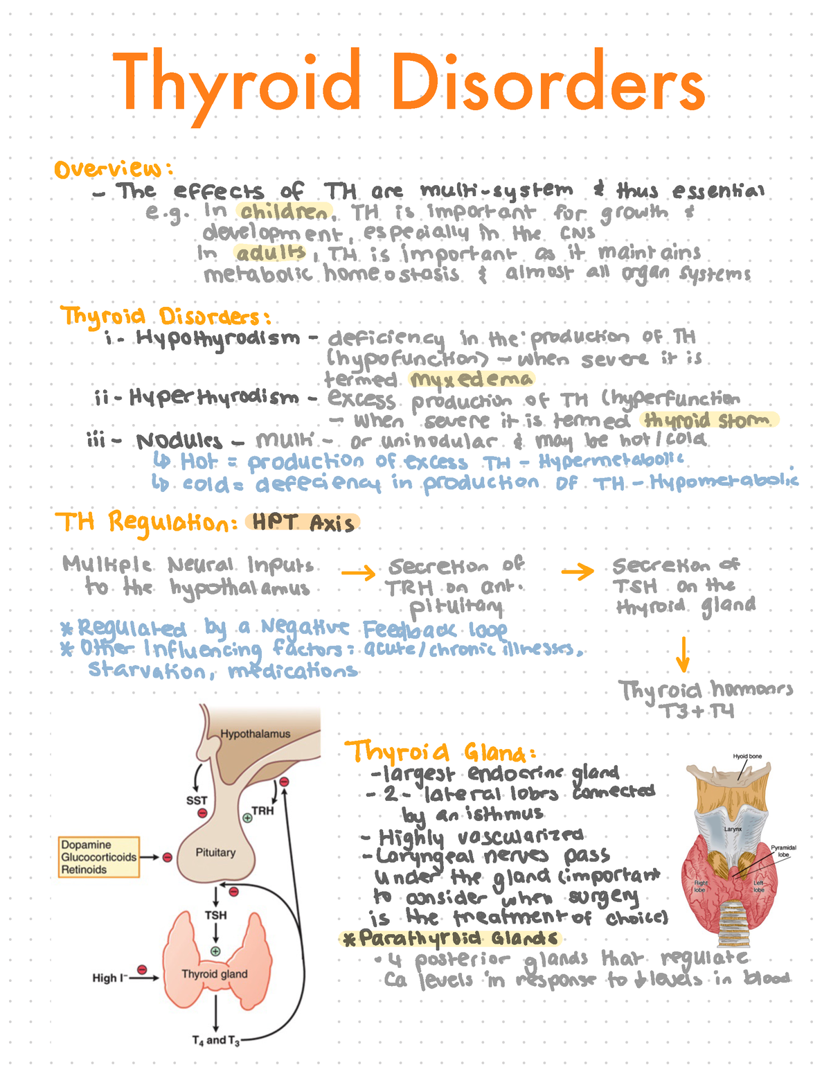 Thyroid Disorders Summary Notes Annotatedhandwritten Thyroid Disorders Overview The 