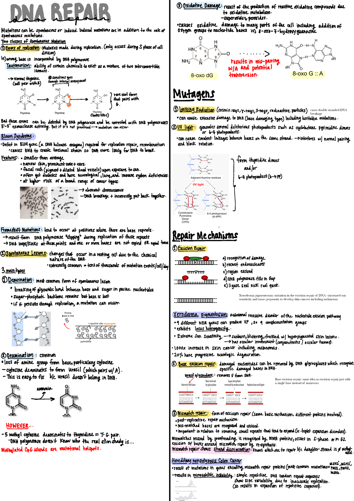 Dna Repair - 8-oxo Dg Cause Double Stranded Dna Breakage Xeroderma 