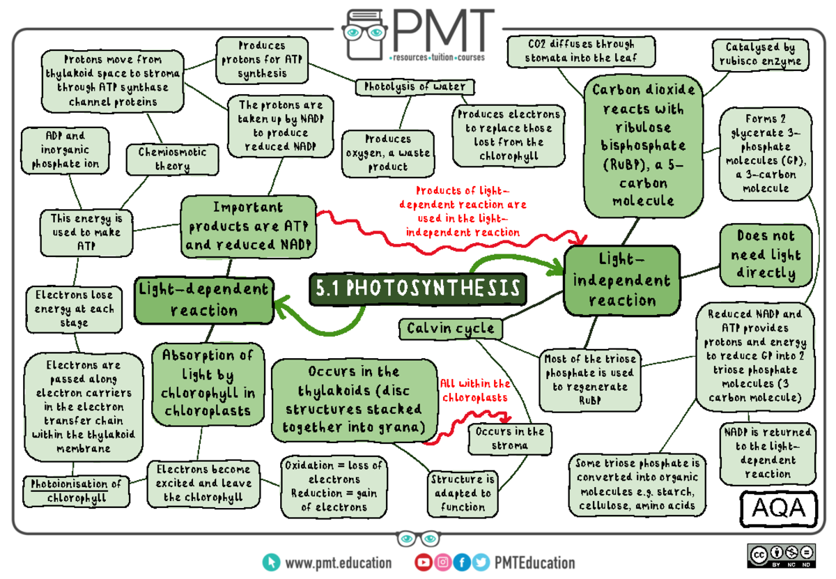 5.1 Photosynthesis - Light- independent reaction Light-dependent ...