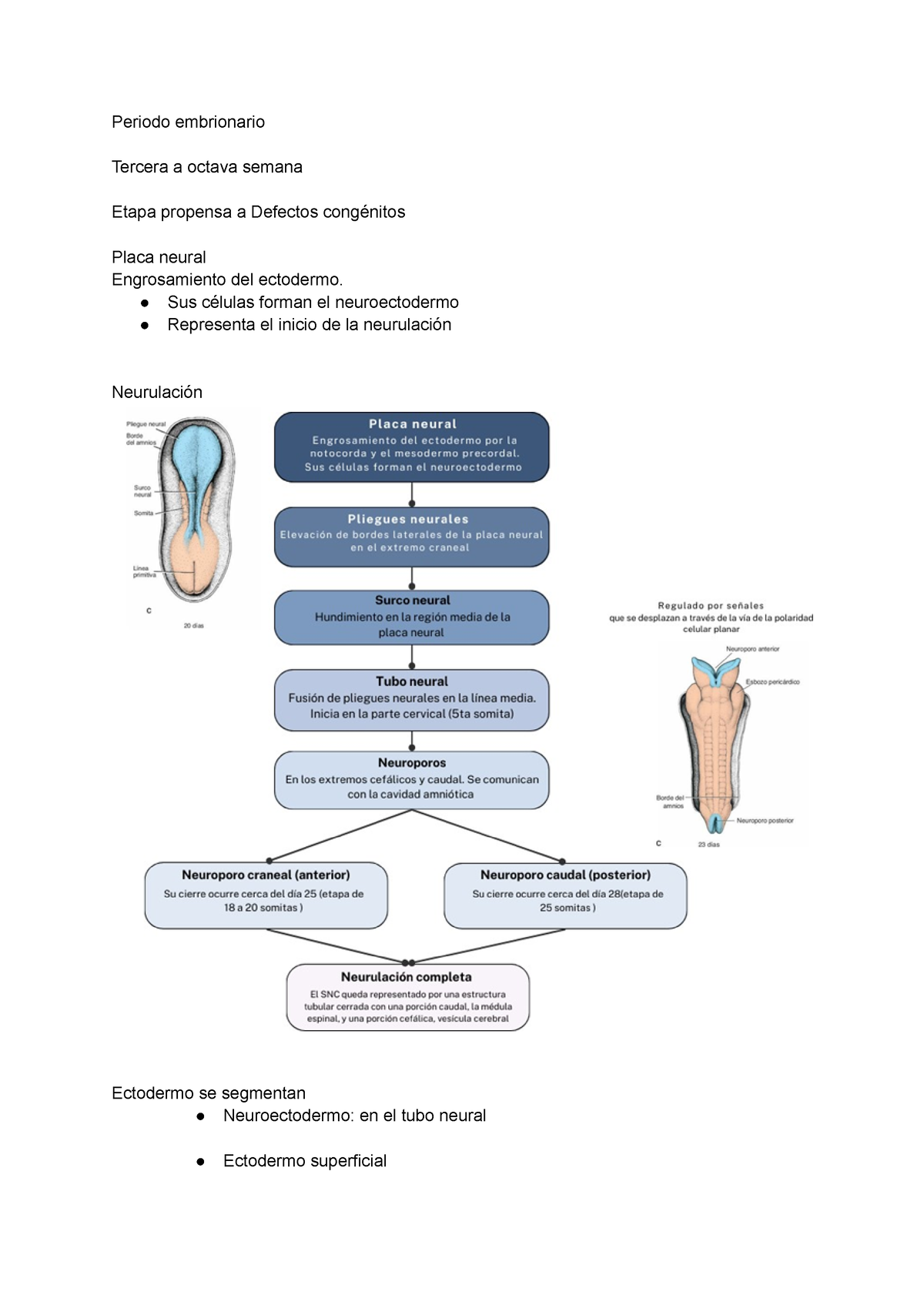 Capítulo 6 Neurulación - Periodo embrionario Tercera a octava semana ...