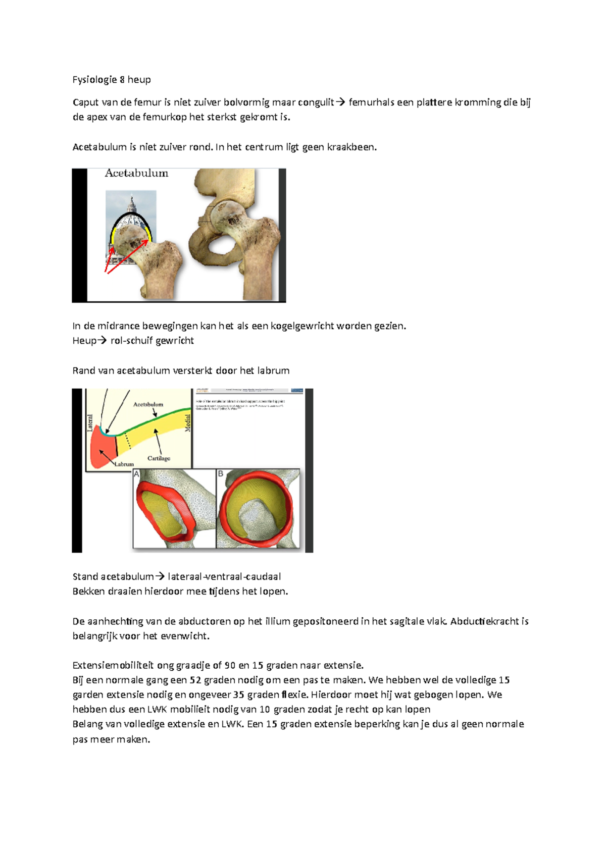 Fysiologie 8 heup - Fysiologie 8 heup Caput van de femur is niet zuiver ...