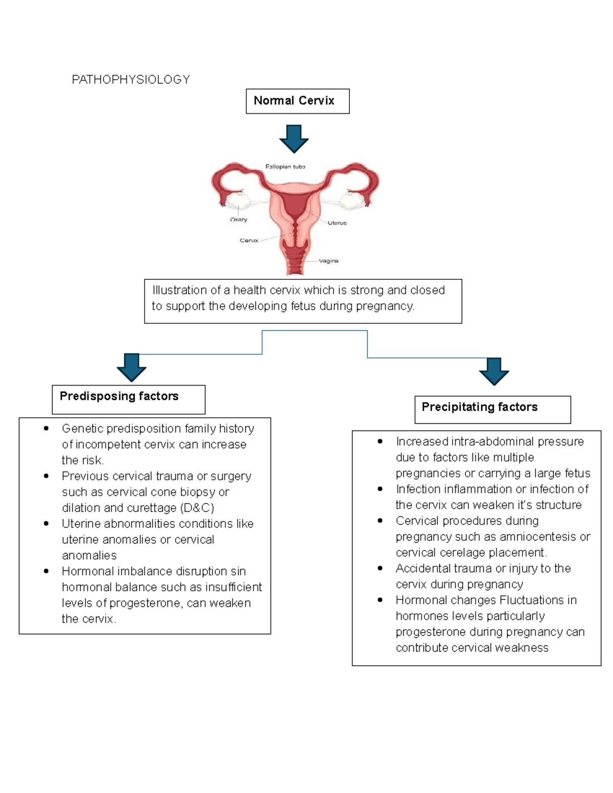 Patho - PATHOPHYSIOLOGY Normal Cervix Illustration of a health cervix ...